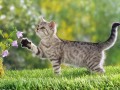 chat jouant des fleurs